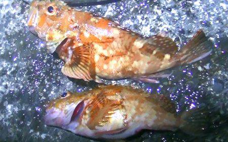 焼津港は太刀魚！カマスも好調